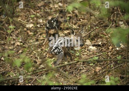 Due fawn che sembrano essere appena nati (fauna selvatica, fotografata nella foresta locale) Foto Stock