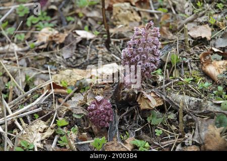 Butterbur comune Foto Stock