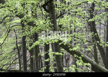 La molla del bosco di faggio Foto Stock