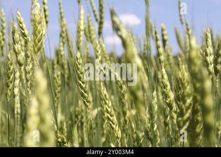 Grano verde orecchie e blye sky Foto Stock