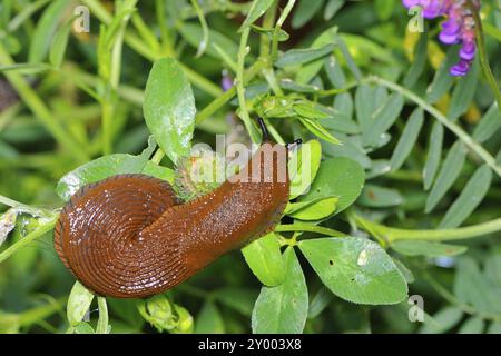 La lumaca spagnola su una foglia, la lumaca spagnola mangia le foglie Foto Stock