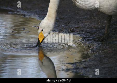 Bere Whooper Swan Foto Stock