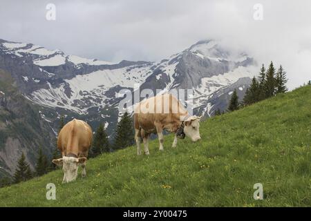 Pascolano le mucche Simmental nell Oberland bernese Foto Stock