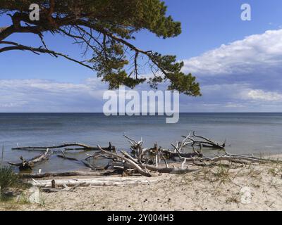 Cape Kolka Baia di riga, Lettonia, Europa Foto Stock