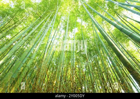 Vista radiale ad angolo basso che guarda su alti gambi verdi nella foresta di bambù di Arashiyama a Kyoto, Giappone, Asia Foto Stock