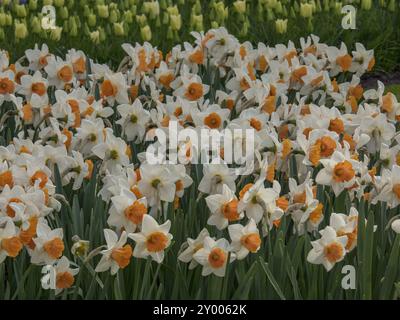 Narcisi fiorite in un giardino, densamente piantato e in piena fioritura, Amsterdam, Paesi Bassi Foto Stock