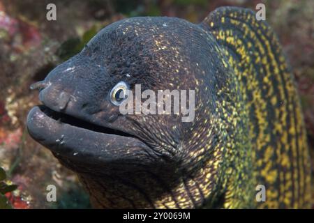 Ritratto ravvicinato della testa di pesci predatori della murena mediterranea (Muraena helena) che si estende verso lo spettatore, il Mar Mediterraneo Foto Stock