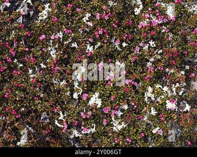 Azalea alpina in fiore (Kalmia procumbens), parco nazionale di Varanger, fiordo di Varanger, maggio, Norvegia, Europa Foto Stock