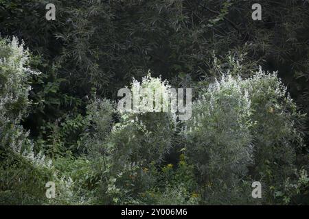 Nome comune: Cetriolo selvatico, cetriolo di riccio, mela balsamo selvatica, mela balsamo, cetriolo selvatico (Echinocystis lobata) vite rampicante con tendri trifidi Foto Stock