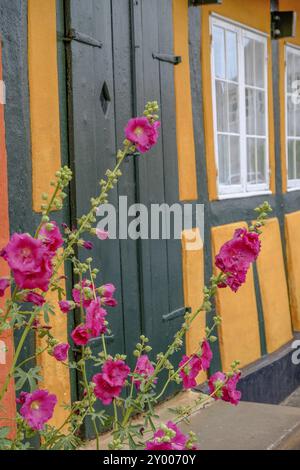 Fiori rosa in fiore di fronte a una casa gialla e mezza in legno, svaneke, bornholm, Mar baltico, danimarca, scandinavia Foto Stock