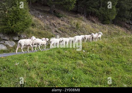 Piccolo gregge di pecore in Alto Adige Foto Stock