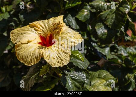 Ibisco rosso e giallo in fiore su un letto Foto Stock