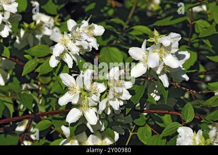 Bellissimi fiori mock-arancione (Filadelfo) chiudere fino a molla Foto Stock