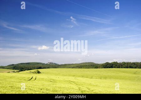 Campo di grano in Turingia con castello di Leuchtenburg sullo sfondo, paesaggio Turingia con coltivazione di grano davanti al castello di Leuchtenburg Foto Stock