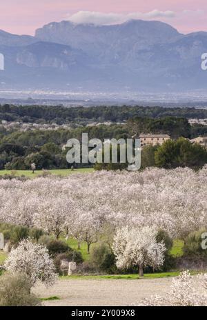 Almendros en flor, finca de Aubenya, Algaida, maiorca. isole baleari, spagna, europa Foto Stock