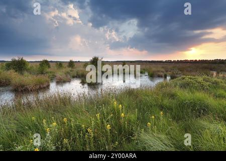 Tramonto sulla palude in estate, Fochteloerveen, Frisia, Paesi Bassi Foto Stock