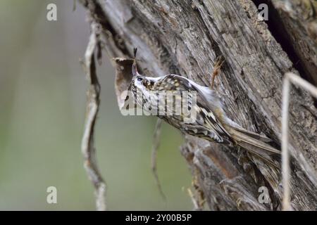 Treecreeper eurasiatico su un albero. Treecreeper che costruisce un nido Foto Stock