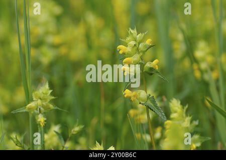 Rhinanthus alectorolophus, sonaglino peloso, sonaglino mercantile sul lago Ammer Foto Stock