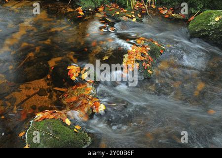 Torrente Kleine OHE con rocce ricoperte di muschio nel Parco Nazionale della Foresta Bavarese, in Baviera, Germania, ruscello con rocce coperte di muschio nella foresta primordiale KL Foto Stock