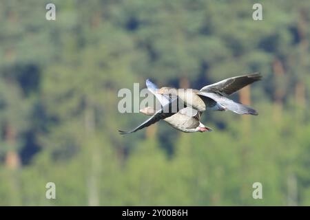 Greylag Goose (anser anser) volando, coppia, due, oche Greylag Foto Stock