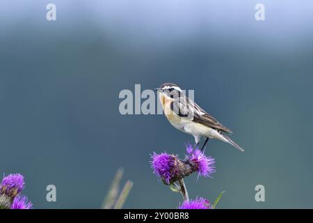 Whinchat maschile in attesa di cibo su un prato in estate. Chiacchierare maschile su un persico Foto Stock