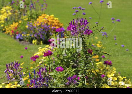 Spider Flower, Cleome spinosa, Spider Flower o spider Plant Foto Stock