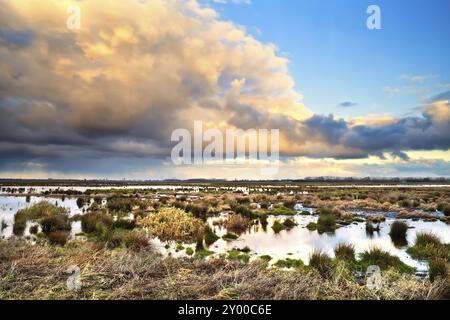 Bellissimo paesaggio nuvoloso all'alba sulla palude, Groningen Foto Stock