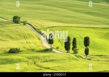 Podere Terrapille 27 Foto Stock