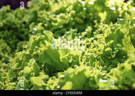 Dettaglio di verde e organico fresche foglie di lattuga esposte per la vendita Foto Stock