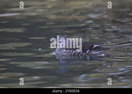 Anatra mandarina, femmina, Aix galericulata, anatra mandarina, femmina Foto Stock