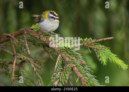 Goldcrest, Regulus ignicapillus, Lude, Mountain area, Lude, Stiria, Slovenia, Europa Foto Stock