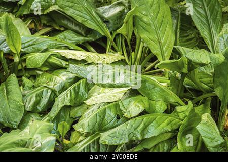 Lysichiton americanus, detto anche cavolo spazzatura occidentale Foto Stock