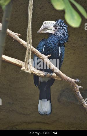 Corno con gabbiette d'argento che siede su un ramo. Piumaggio colorato. Grande becco di uccello australiano. Foto animale Foto Stock