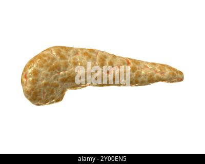 Immagine concettuale del pancreas umano Foto Stock