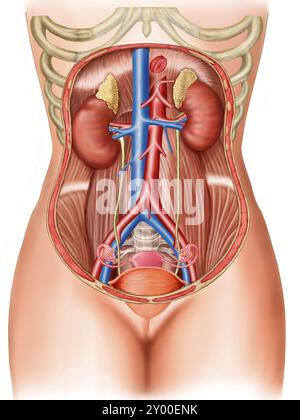 Anatomia degli organi umani Foto Stock