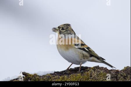 Mountain Finch maschio, Fringilla montifringilla, brambling, maschio Foto Stock