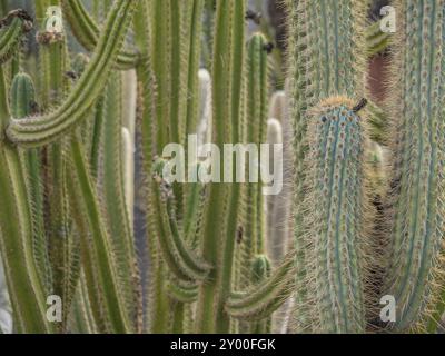 Gruppo di cactus verdi di diverse forme e dimensioni, molto dettagliati, lanzarote, Isole Canarie, Spagna, Europa Foto Stock