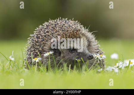 Riccio europeo (Erinaceus europaeus) animale adulto su un prato erboso con fiori a margherita in fiore in estate, Suffolk, Inghilterra, Regno Unito Foto Stock