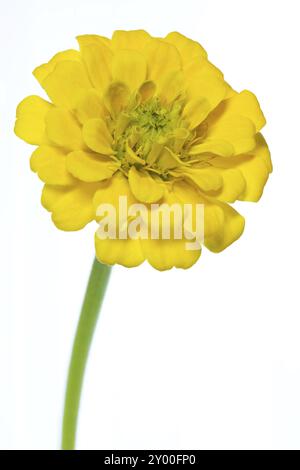 Zinnia gialla (Zinnia violacea), opzionale Foto Stock