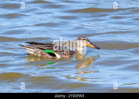 Tè eurasiatico / tè comune / tè verde eurasiatico (Anas crecca) femmina che nuota nello stagno in estate Foto Stock