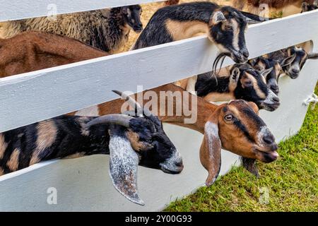 Capre affamate Foto Stock