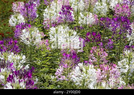 Spinosa (spiderflower Cleome Spinosa) nel letto Foto Stock