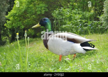 Ritratto di un'anatra Mallard (Anas platyrhynchos), Stockentenerpel Foto Stock