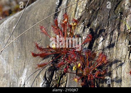 Sundew comune (drosera rotundifolia) Foto Stock