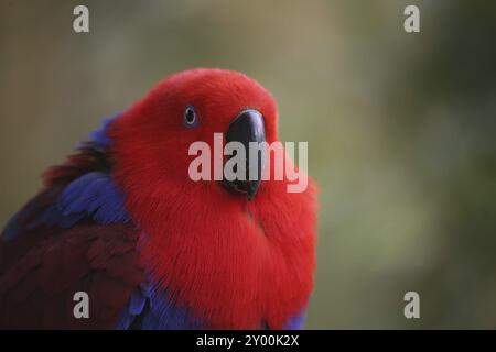 Eclectus roratus (femmina), il maschio è di colore completamente diverso (verde con fianchi rossi e becco superiore giallo). A causa di queste diverse colorazioni Foto Stock