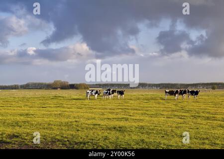 Bestiame su pascolo verde al sole mattutino, Olanda Foto Stock