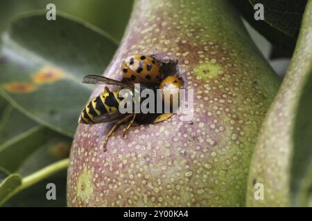 Ladybird e vespa dentro e su una pera Foto Stock