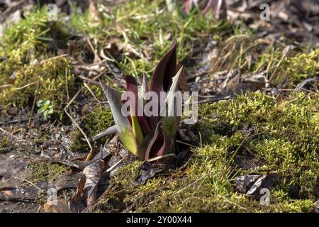 Il cavolo Skunk (Symplocarpus foetidus) è una delle prime piante autoctone a crescere e fiorire all'inizio della primavera nel Wisconsin Foto Stock