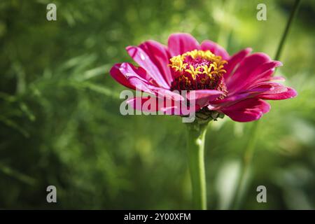 Fiore rosso con bei petali raffigurati singolarmente su un prato di fiori. Il fiore in prato bokeh Foto Stock