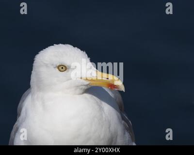 Un gabbiano di aringa siede a terra e guarda a destra Foto Stock